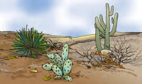 plants in desert