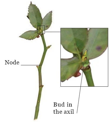 Stem cutting of Rose