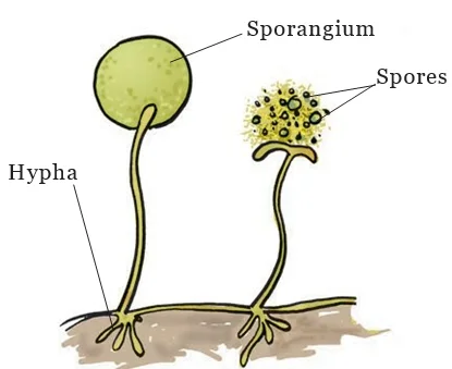 Reproduction through spore