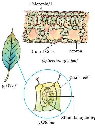 Photosynthesis