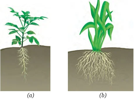 Fibrous Roots