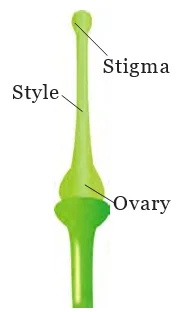 Parts of a Pistil