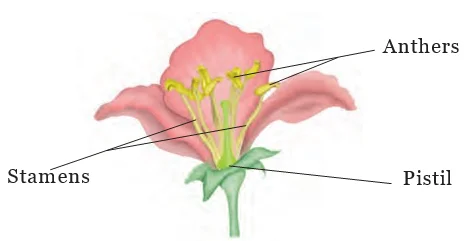  Parts of a Flower