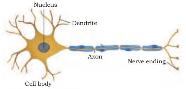 nervous tissue