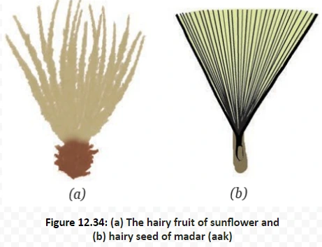 (a) The hairy fruit of sunflower and (b) hairy seed of madar (aak)