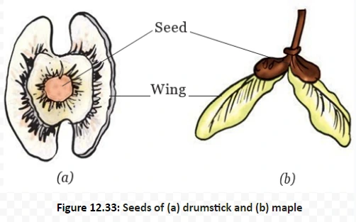 Seeds of (a) drumstick and (b) maple