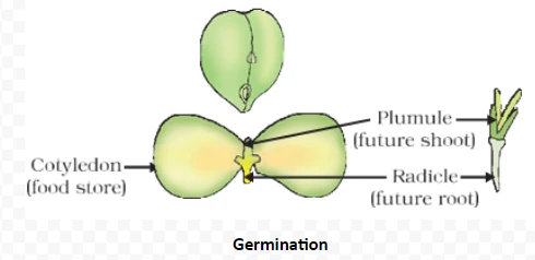 Germination