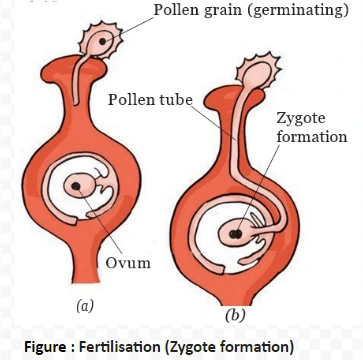 Fertilisation (Zygote formation)