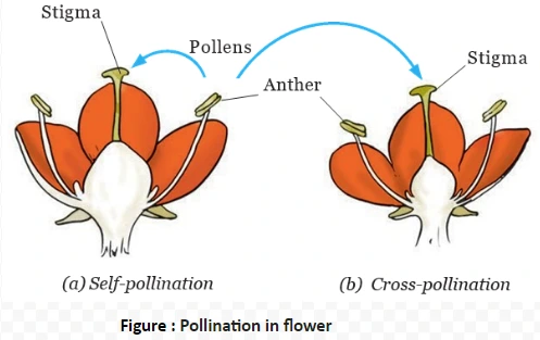 Pollination in flower