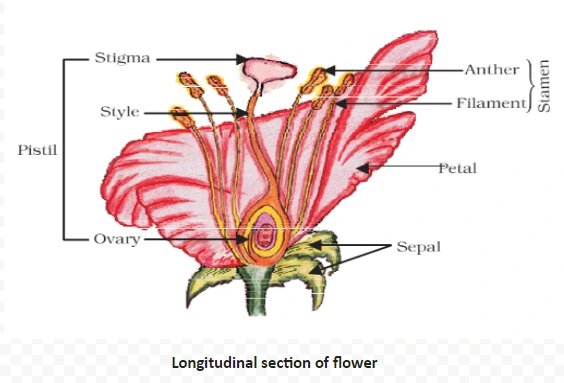Longitudinal section of flower