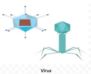  Virus