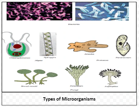 Types of Microorganisms