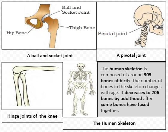 Types of Joints: A Comprehensive Exploration of Ball and Socket, Pivotal, Hinge, and Fixed Joints in the Human Body