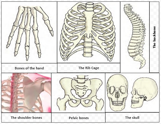 Bones and Beyond: A Comprehensive Exploration of Skeletal Structures, Cartilage, and Their Vital Roles in Shaping the Human Body