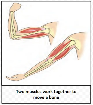 Two muscles work together to move a bone