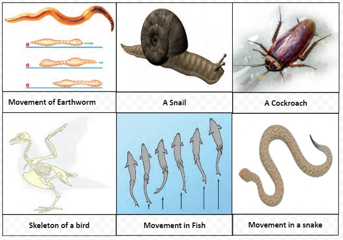 Animal Locomotion: Diverse Gaits and Adaptive Movements in Earthworms, Snails, Cockroaches