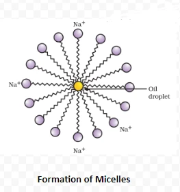  Formation of Micelles