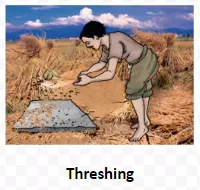 Threshing