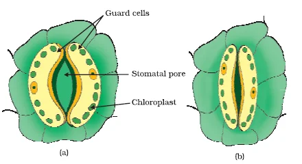 Open and  closed stomatal pore