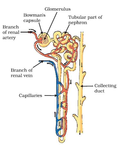 Structure of a Nephron