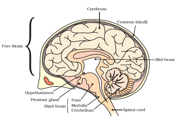 Human Brain