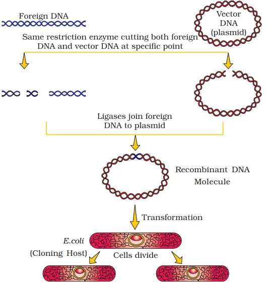 DNA technology