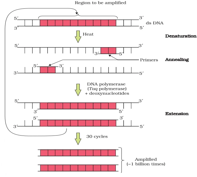 Polymerase chain reaction 