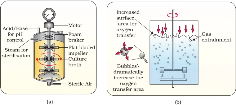 stirred-tank bioreactor