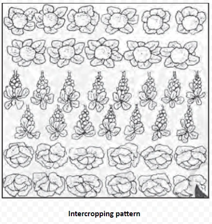 Intercropping pattern