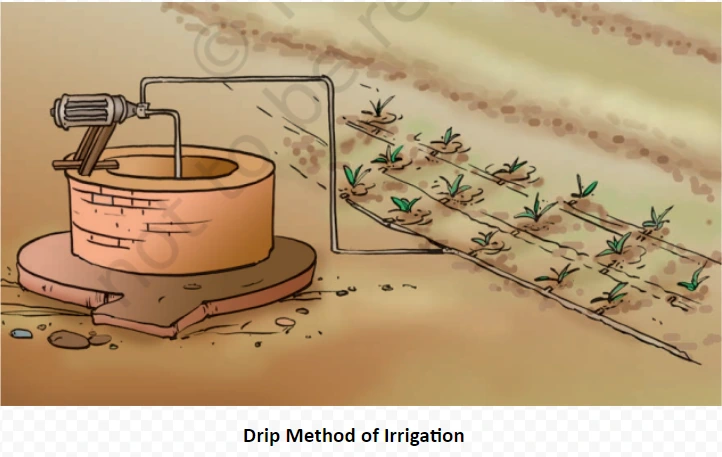 Drip Method of Irrigation