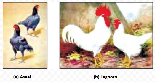 Aseel and Leghorn
