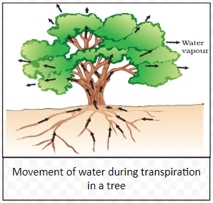 Movement of water during transpiration in a tree