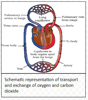Schematic representation of transport and exchange of oxygen and carbon dioxide