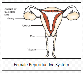 Female Reproductive System