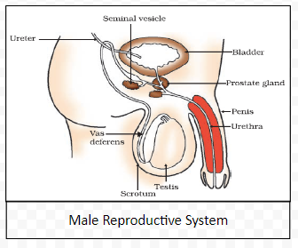 Male Reproductive System