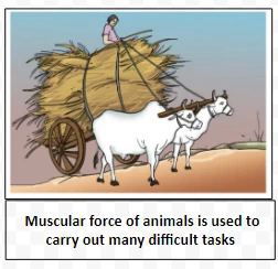  Muscular force of animals is used to carry out many difficult tasks 