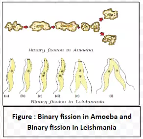Binary fission in Amoeba and Binary fission in Leishmania