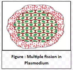 Multiple fission in Plasmodium