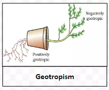 Geotropism