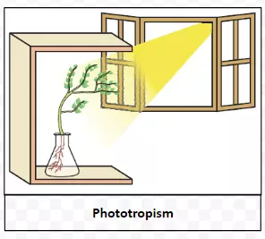 Phototropism
