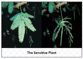 The Sensitive Plant
