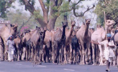 Nomadic Herders 