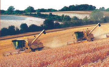  Wheat Harvesting