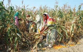 Maize Cultivation