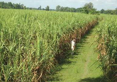  Sugarcane Plantation