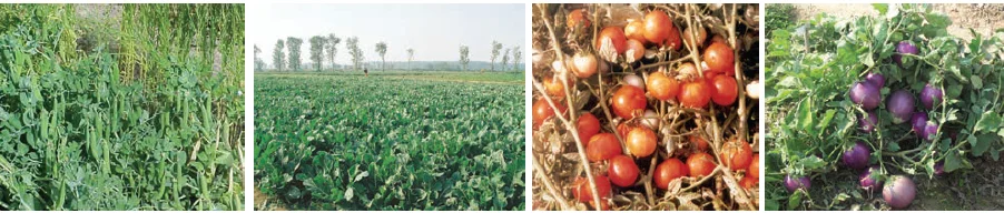  Cultivation of vegetables – peas, cauliflower, tomato and brinjal