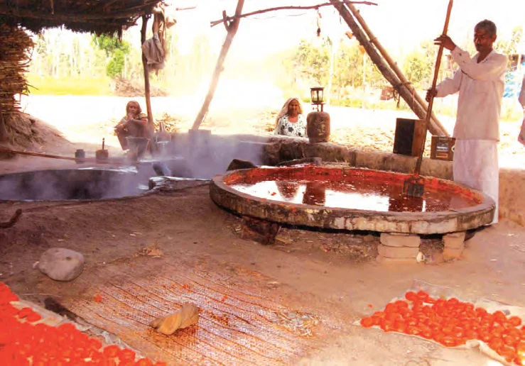 Gur Making in Haryana