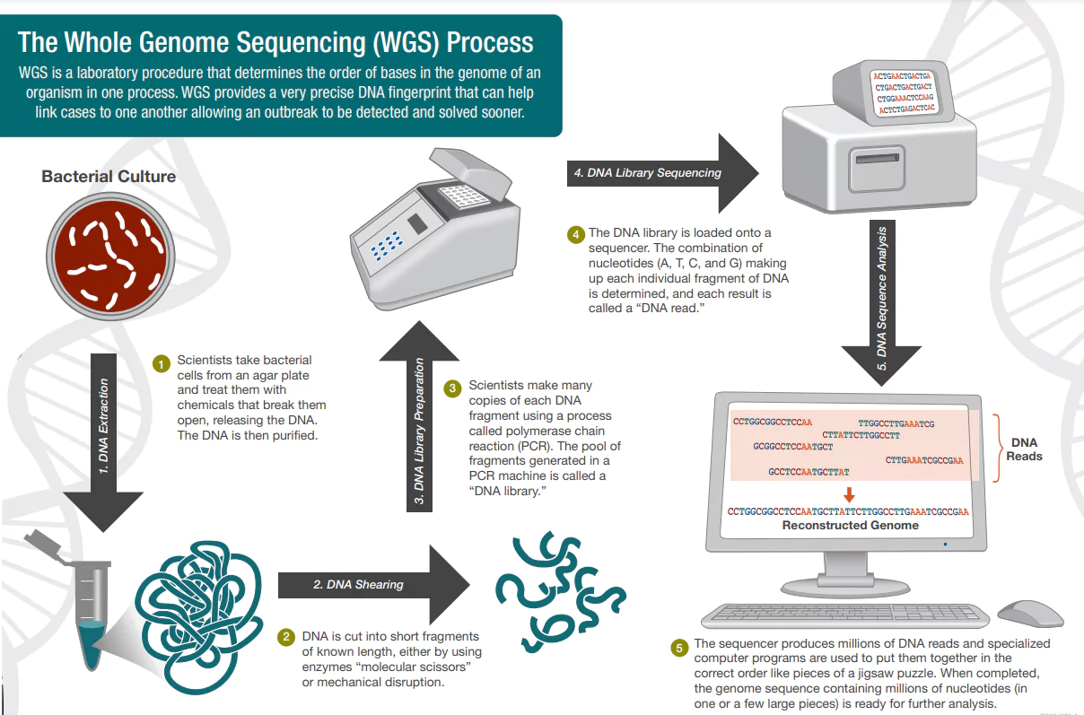 Genome Sequencing
