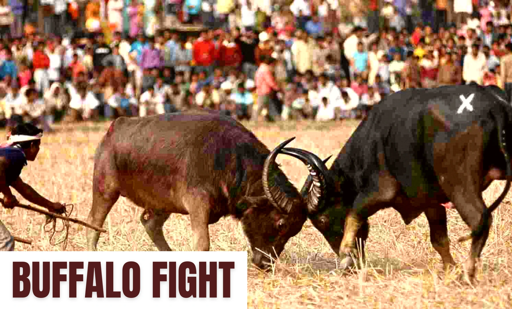 Moh-Juj: buffalo fight