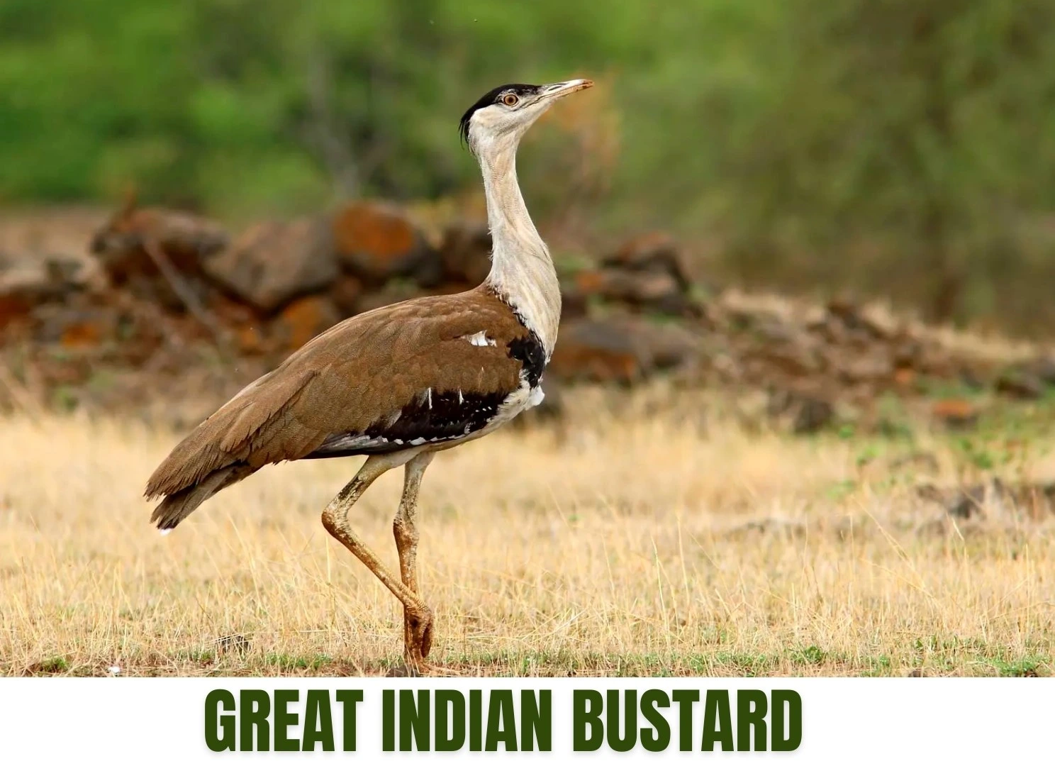 Great Indian Bustard
